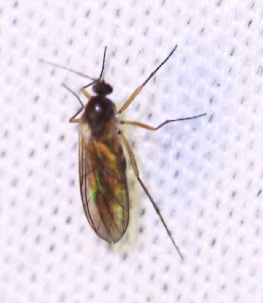 Dark-winged Fungus Gnats from 32 Panoramic Drive, Narangba, Brisbane ...