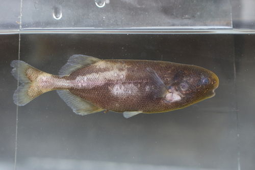 Elephant Fish (Pollimyrus isidori) — Mormyridae — 5