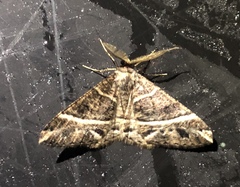 Harutalcis