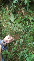 Lysimachia ardisioides
