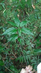 Lysimachia ardisioides