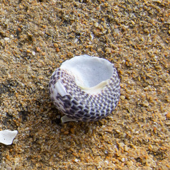 Chlorodiloma adelaidae