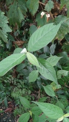 Deeringia polysperma