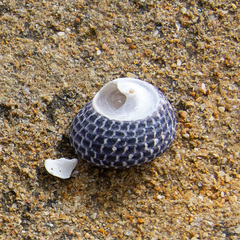 Chlorodiloma adelaidae