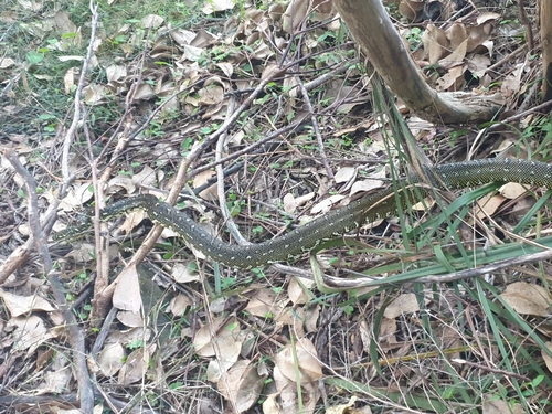 Diamond Python sighting