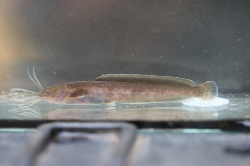 Buettikofer's airbreathing catfish (Clarias buettikoferi) — Clariidae