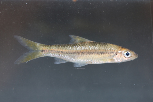 Bates' labeo (Prolabeo batesi) — Cyprinidae — 4