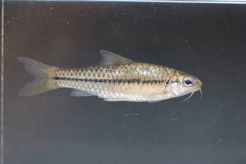 Dottedline barb (Enteromius punctitaeniatus) — Cyprinidae — 5