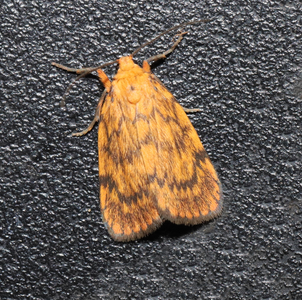 Cyme structa from Witta QLD 4552, Australia on March 29, 2024 at 07:55 ...