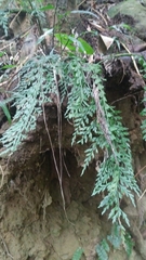 Asplenium wilfordii