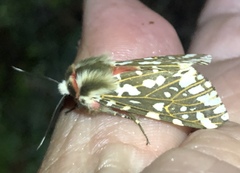 Alphaea imbuta