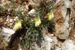 Onosma echioides