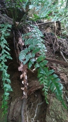 Asplenium gueinzianum