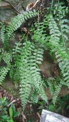 Asplenium gueinzianum