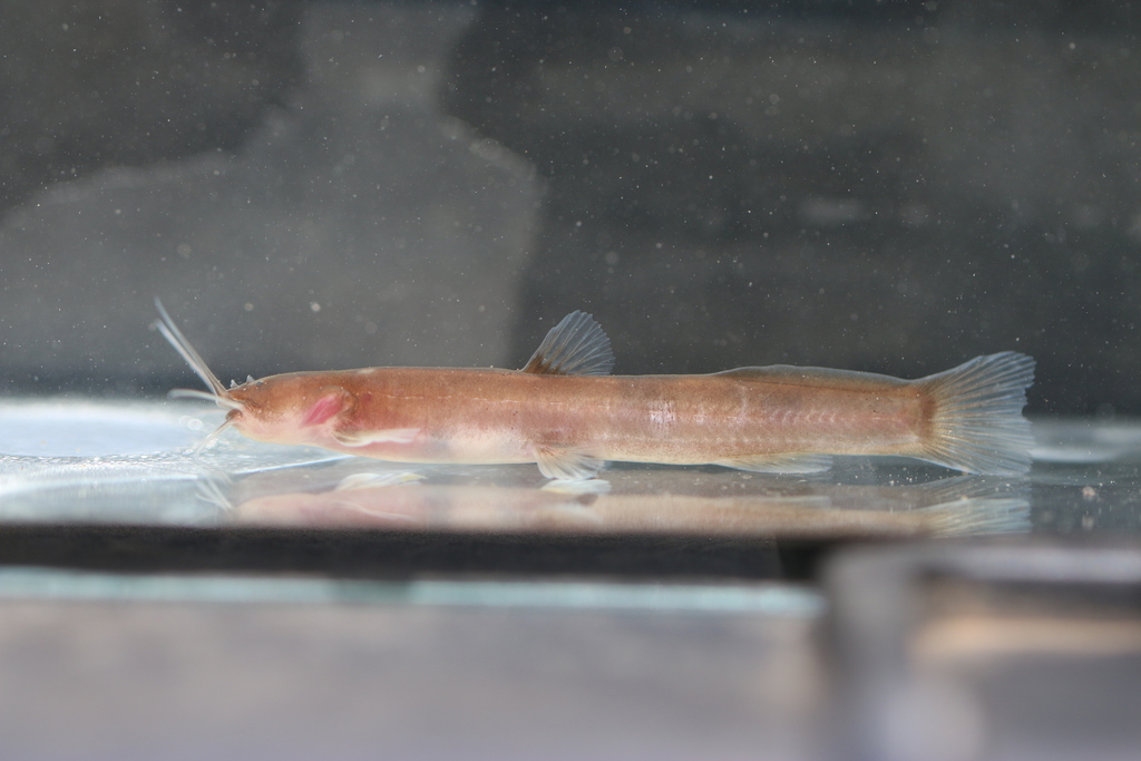 African loach catfish (Paramphilius trichomycteroides) — Amphiliidae