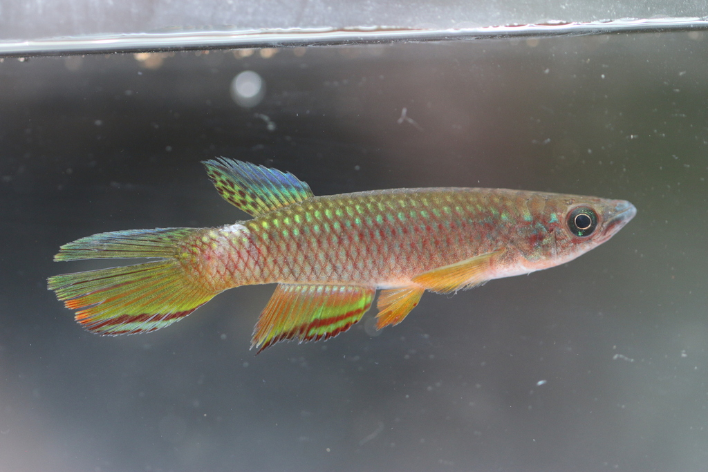 Josiane's panchax (Epiplatys josianae) — Nothobranchiidae