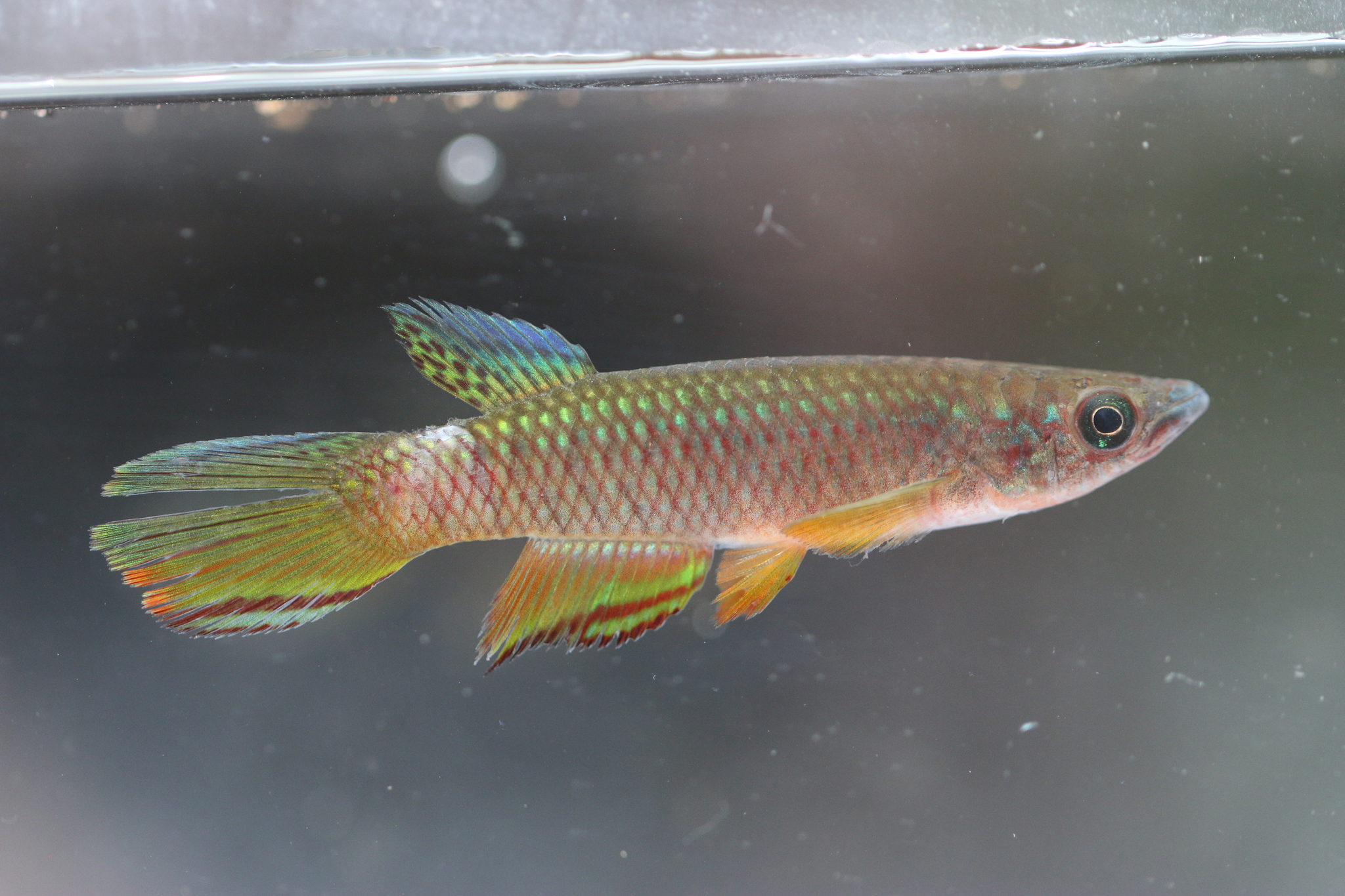 Epiplatys josianae
