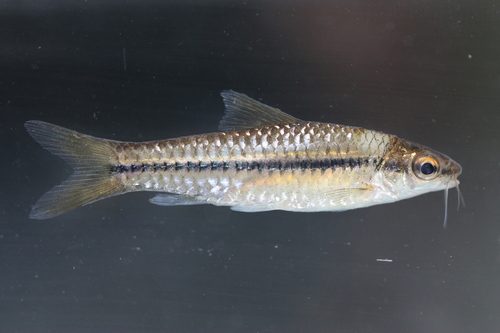 Stipstreep-barbeel (Enteromius punctitaeniatus) — Cyprinidae