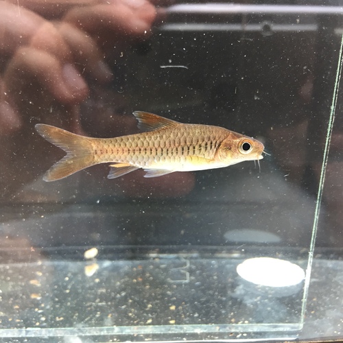 Dazzling barb (Enteromius ablabes) — Cyprinidae — 5