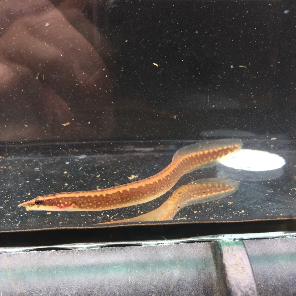 Liberian spiny eel (Mastacembelus liberiensis) — Mastacembelidae