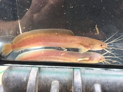 Buettikofer's Catfish photo 2