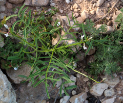 Astragalus campylorrhynchus