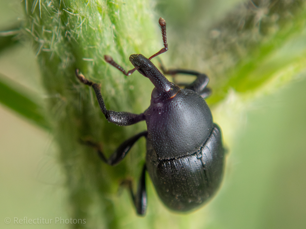 Timid Mallow Weevil From Larnaca, Cyprus On March 29, 2024 At 08:19 Am 