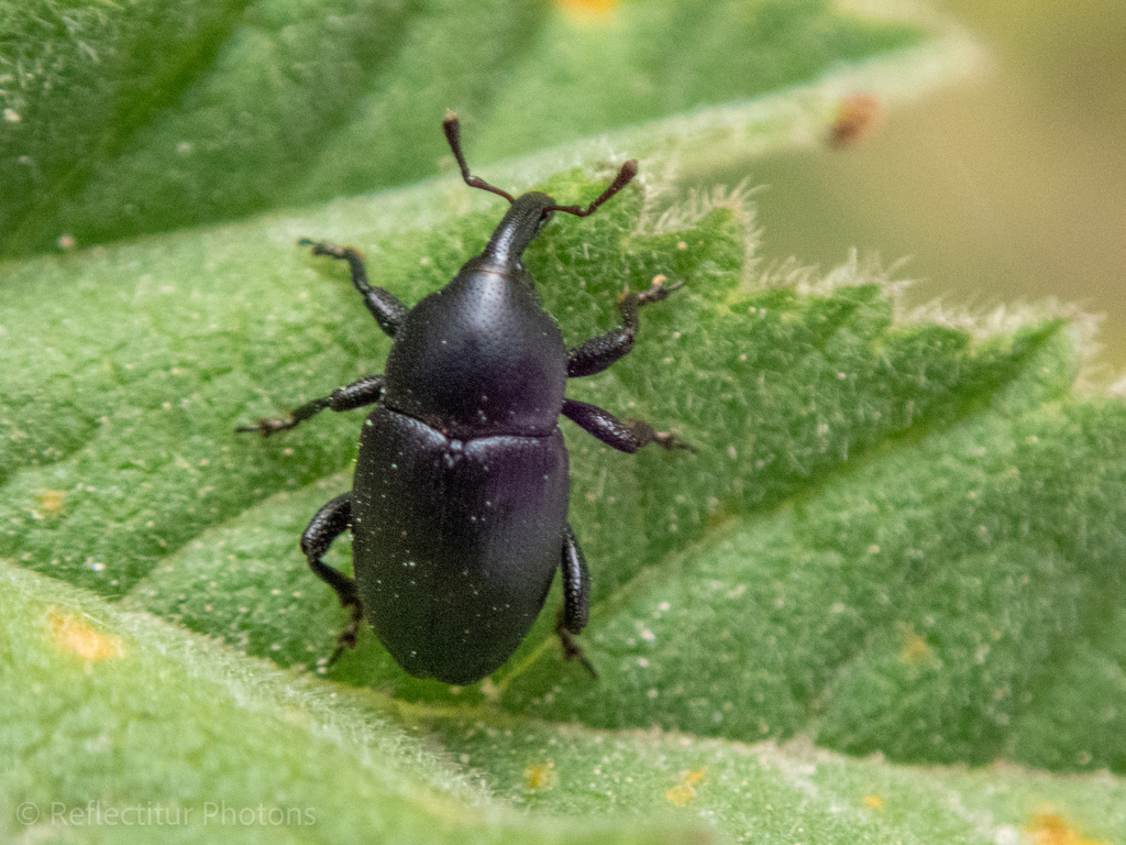 Timid Mallow Weevil from Larnaca, Cyprus on March 29, 2024 at 08:22 AM ...