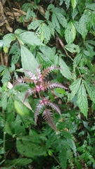 Pteris aspericaulis