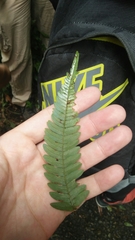 Pteris aspericaulis