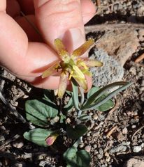 Fritillaria atropurpurea