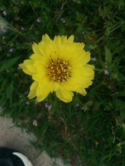 Pyrrhopappus pauciflorus