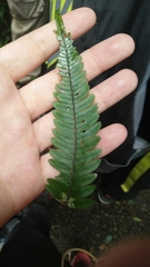 Pteris aspericaulis