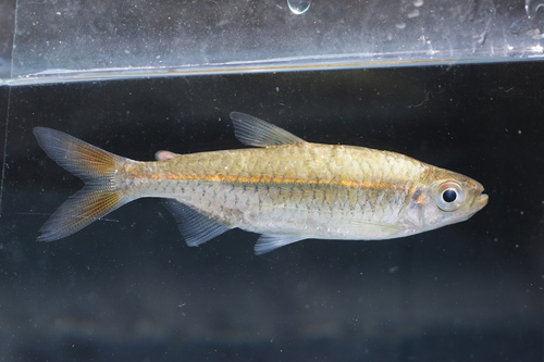 Noordelijke zalmtetra (Rhabdalestes septentrionalis) — Alestidae — 4