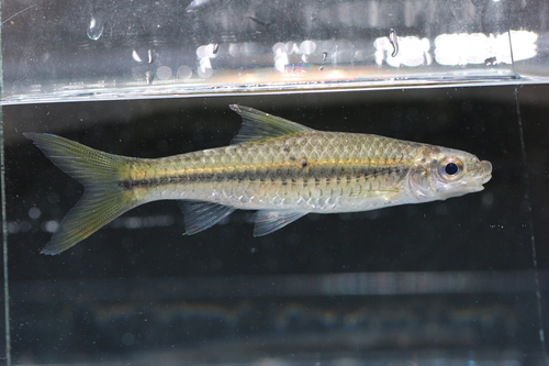 Bates' labeo (Prolabeo batesi) — Cyprinidae — 5