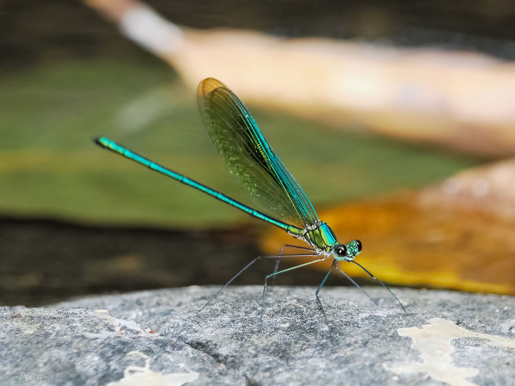 Fairy Metalwing