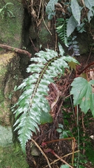 Asplenium wrightii