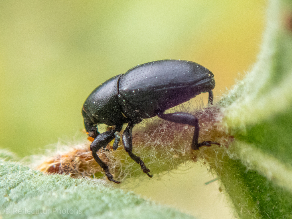 Timid Mallow Weevil From Larnaca, Cyprus On March 29, 2024 At 08:30 Am 