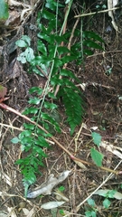 Asplenium wrightii