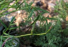 Astragalus campylorrhynchus