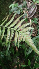 Asplenium wrightii