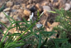Astragalus campylorrhynchus