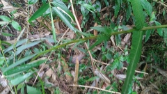 Pseudocyclosorus esquirolii