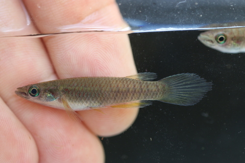 Banded epiplatys (Epiplatys fasciolatus) — Nothobranchiidae — 5