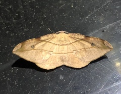 Hypochrosis hyadaria