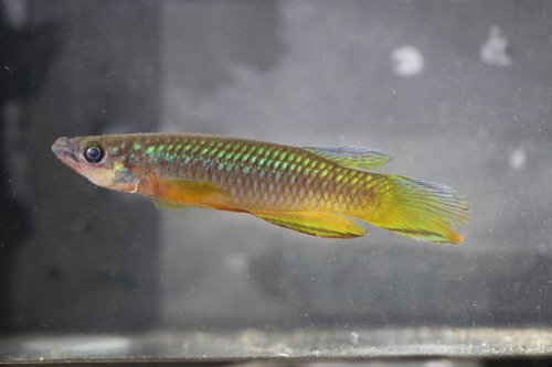Josiane's panchax (Epiplatys josianae) — Nothobranchiidae — 2