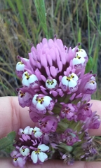 Castilleja densiflora gracilis