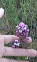Castilleja densiflora gracilis