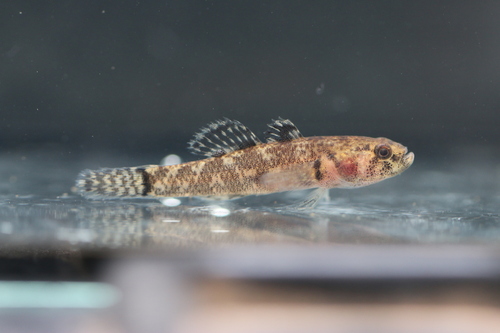 Kribia (Kribia kribensis) — Eleotridae