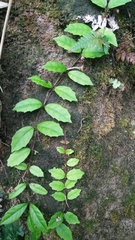 Hydrangea viburnoides